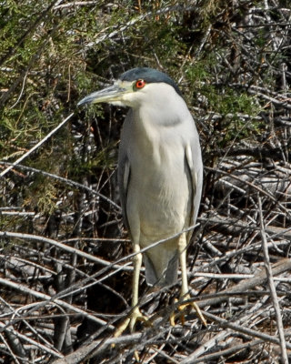 Black-crowned Night-Heron