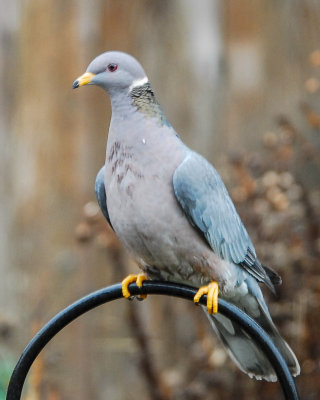 Band-tailed Pigeon