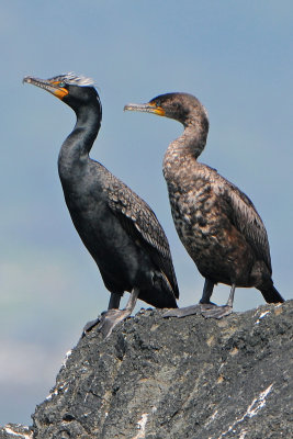 Double-crested Cormorants