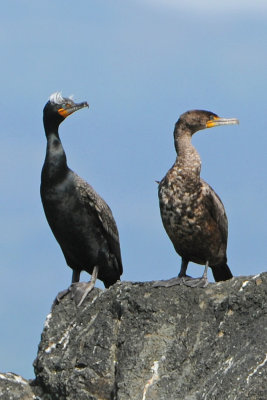 Double-crested cormorants