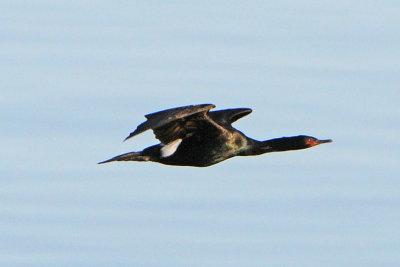 Pelagic Cormorant