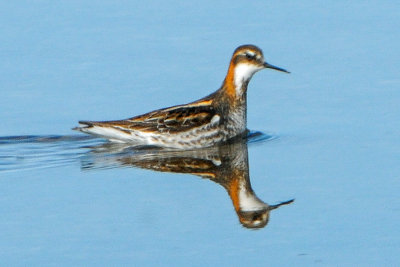 Red-necked Phalarope