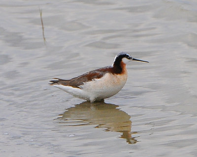 Wilson's Phalarope