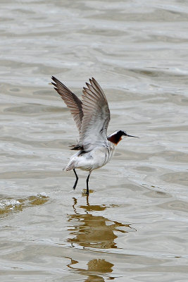 Wilson's Phalarope