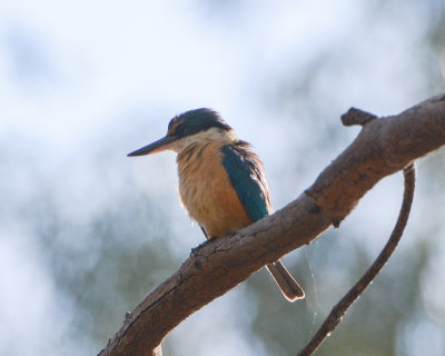 Sacred Kingfisher