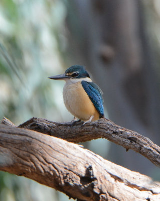 Sacred Kingfisher