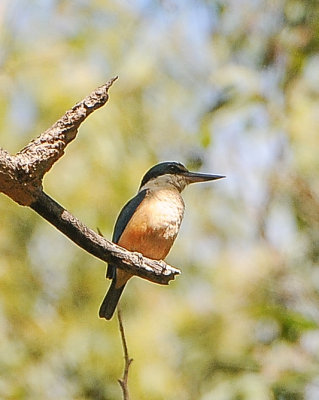 Sacred Kingfisher
