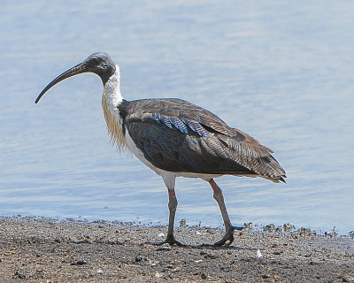 Straw-necked Ibis