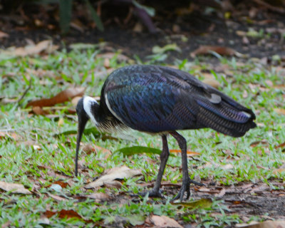 Sraw-necked Ibis