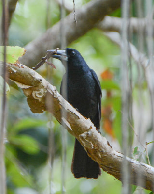 Black butcherbird