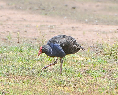 Purple Swamphen