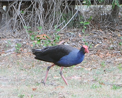 Purple Swamphen