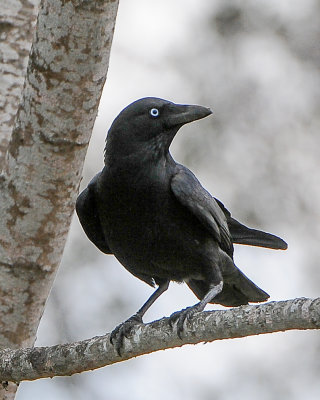 Torresian Crow