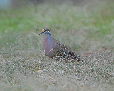 Common Bronzewing