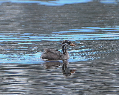 Ausralasian (Little) Grebe