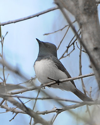 Black-faced Cuckooshrike