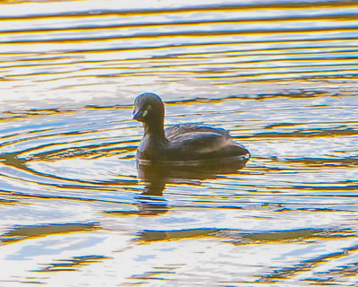 Australasian Grebe
