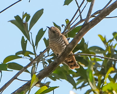 Shining Bronze-Cuckoo