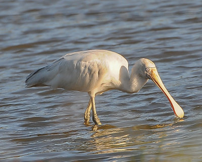 Yellow-billed Spoonbill