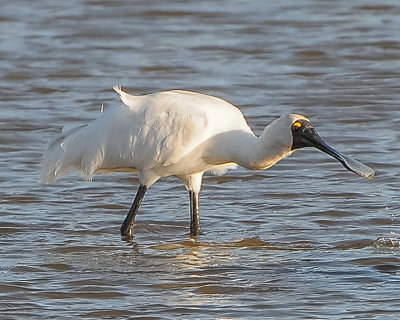 Royal Spoonbill