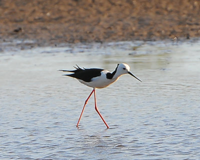 Pied Stilt