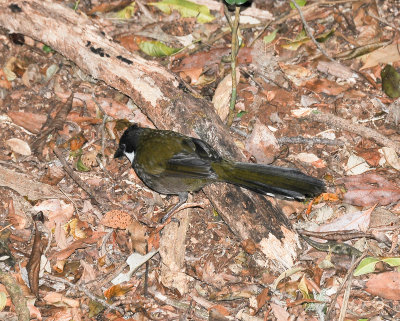 Eastern Whipbird