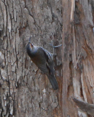 Red-browed Treecreeper