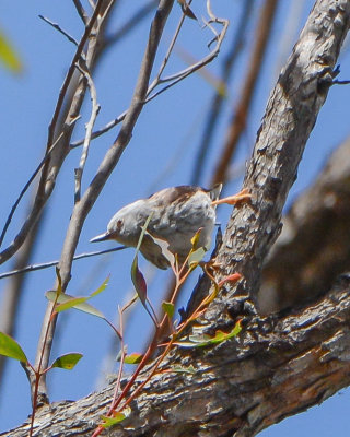 Varied Sittella