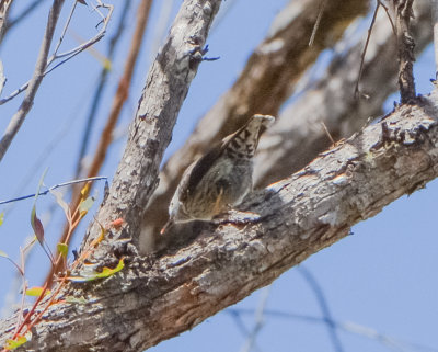 Varied Sittella