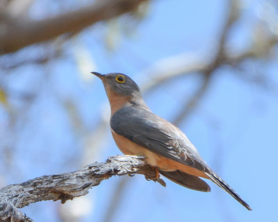 Fan-tailed Cuckoo