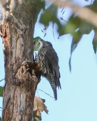 White-throated Treecreeper