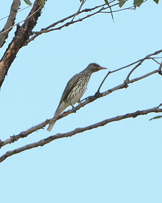 Olive-backed Oriole