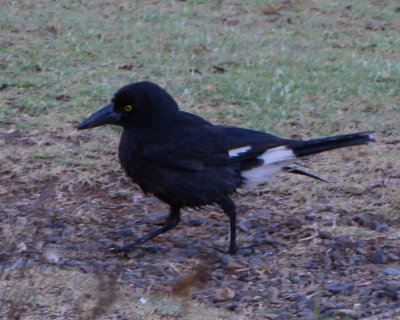 Pied Currrawong