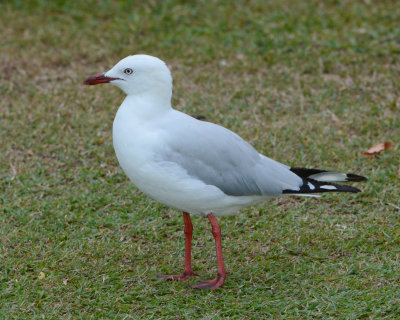 Silver gull