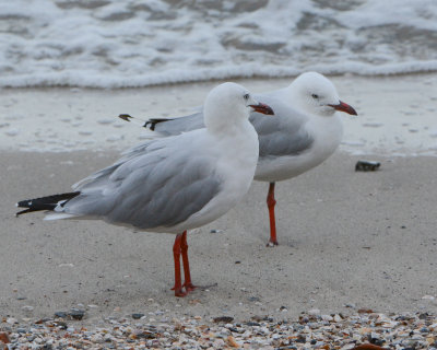 Silver gulls