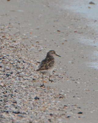 Sharp-tailed Sandpiper
