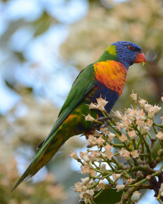 Rainbow lorikeet