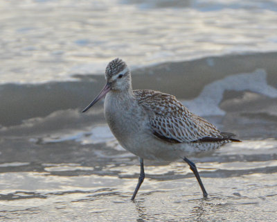 Bar-tailed Godwit