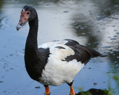 Magpie Goose