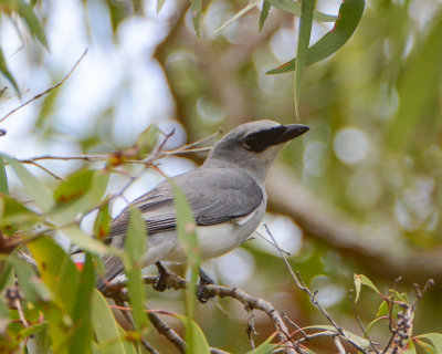 Black-faced Cuckooshrike