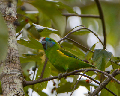 double-eyed Fig-Parrot