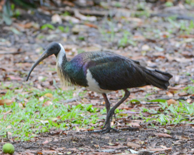 Straw-necked Ibis