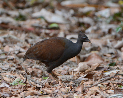 Orange-footed Scrubfowl