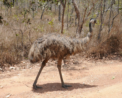 Emu