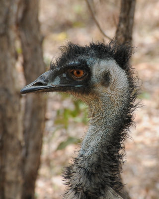 Emu