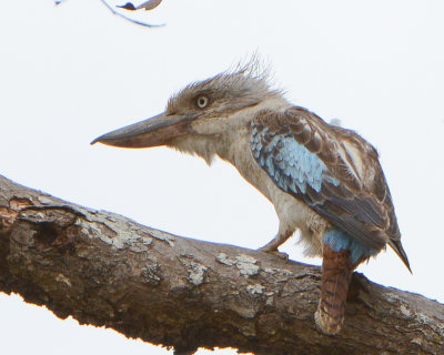 Blue-winged Kookaburra