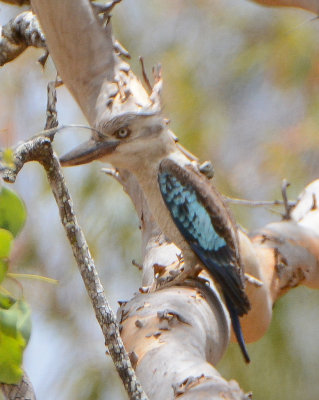 Blue-winged Kingfisher