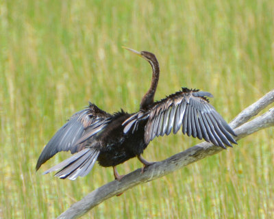 Australasian Darter