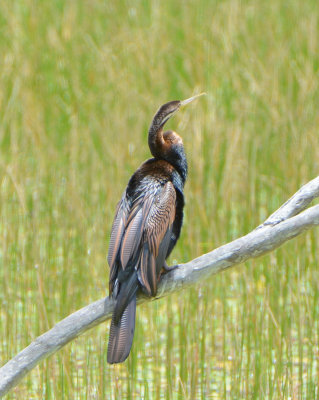 Australasian Darter