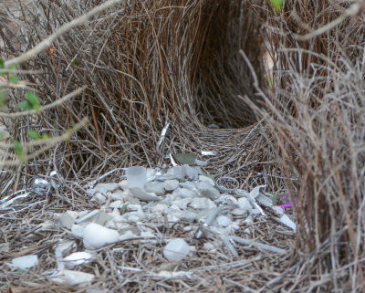 Great Bowerbird bower